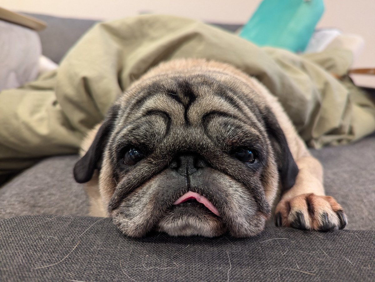 パグ Exquisite figure -refreshed- plush21 | Pug shower - パグシャワー