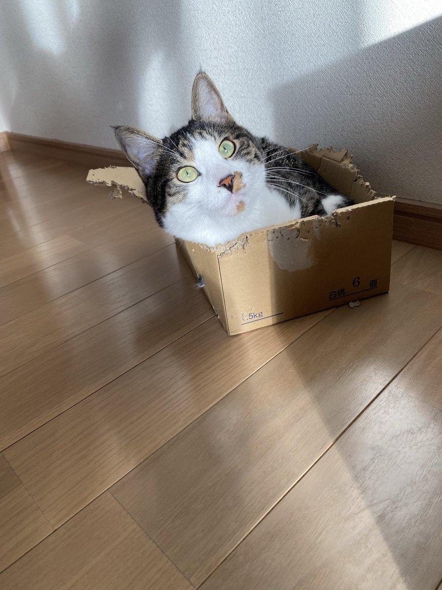 箱からおはよう✨