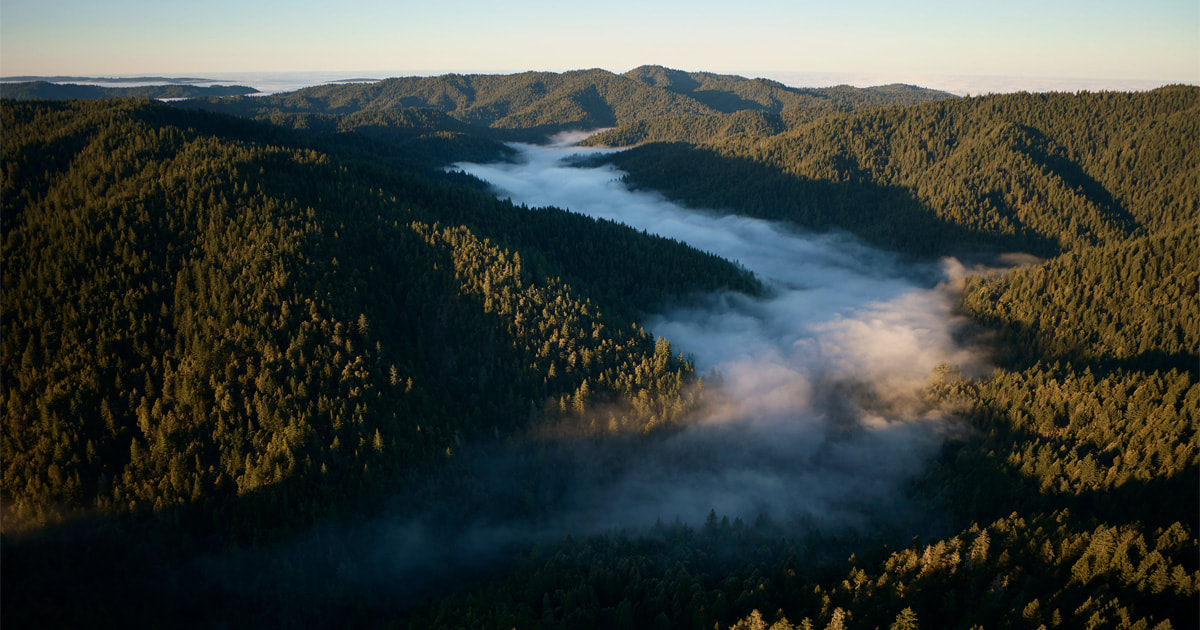 CompunetTech's tweet image. Can tech and nature thrive together? Apple&apos;s new project is restoring 14,000 acres of redwood forest in California using its Restore Fund, a bold bet on nature-based climate solutions.

#ClimateAction #RestoreFund #TechForGood apple.co/4o0iteD
