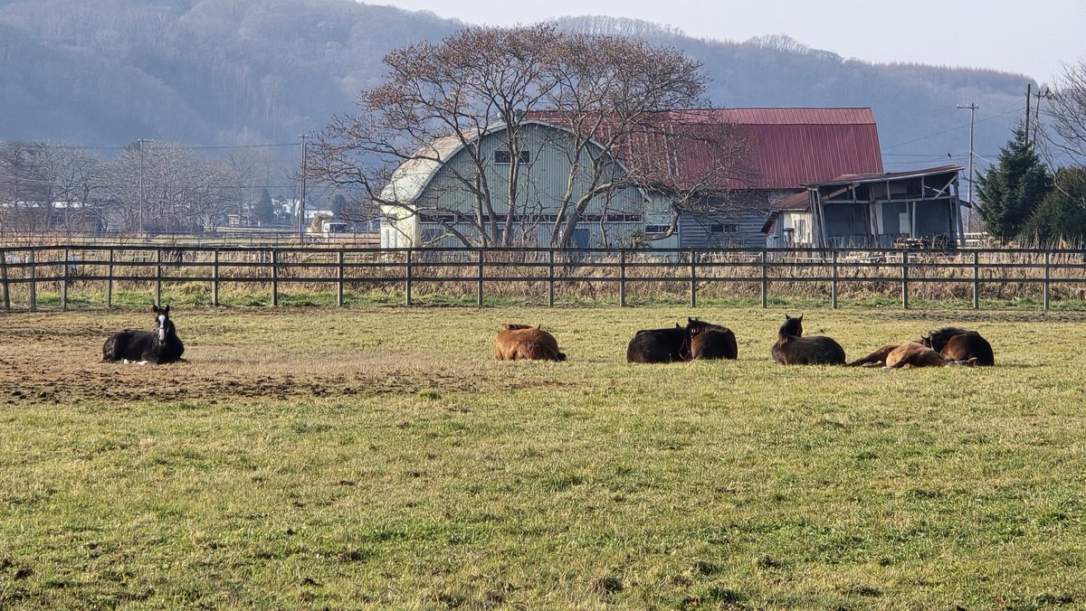 t_f_2nd's tweet image. 馬のぬいぐるみがいっぱい転がってるみたい🤭
