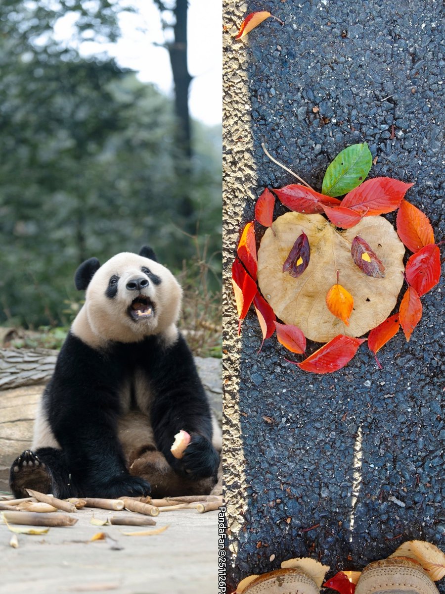 ✿SAKURA✿ (@cat_chocolate_) / Posts / X