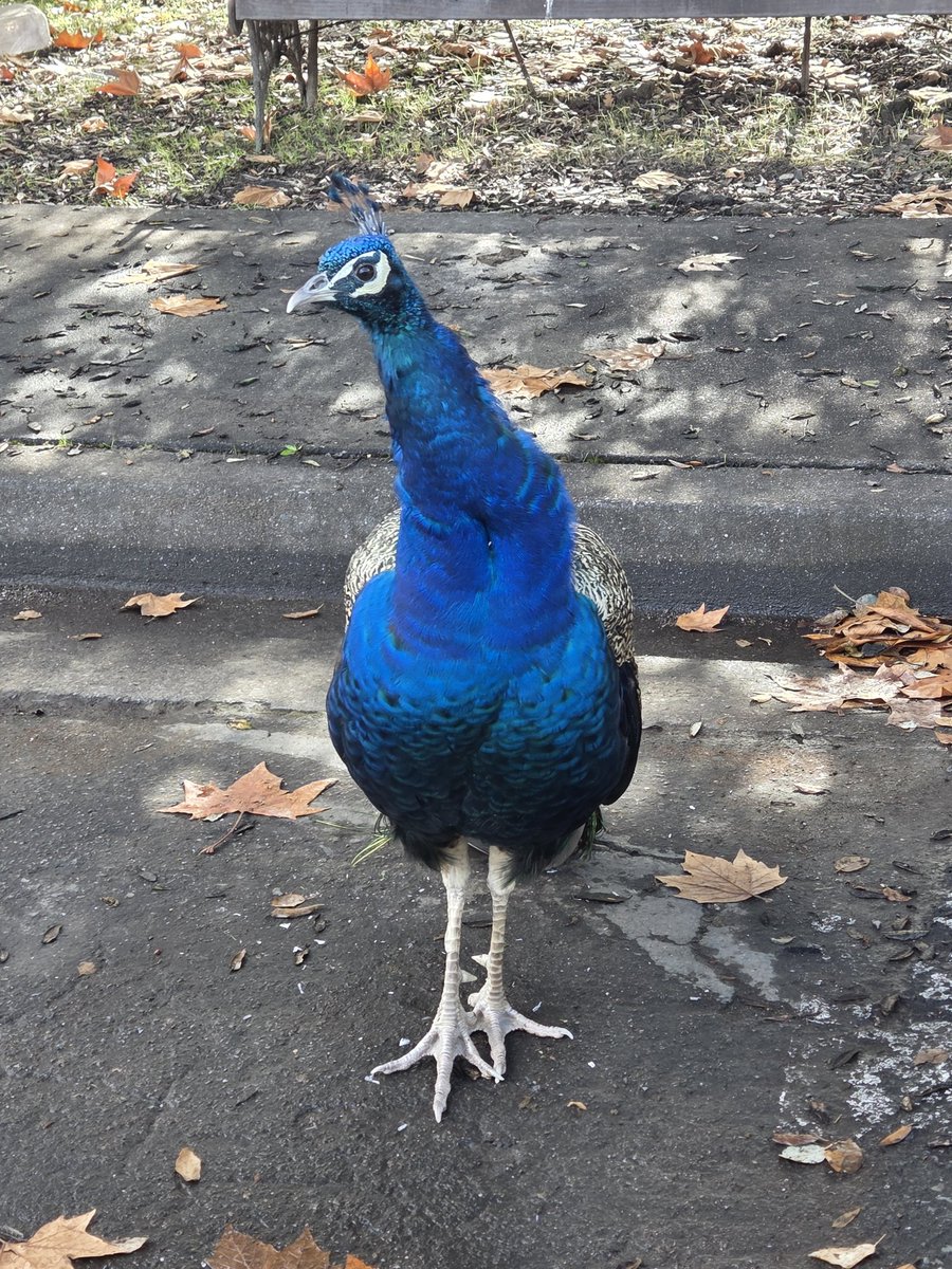 Feral peacock seen in Ukiah,  CA