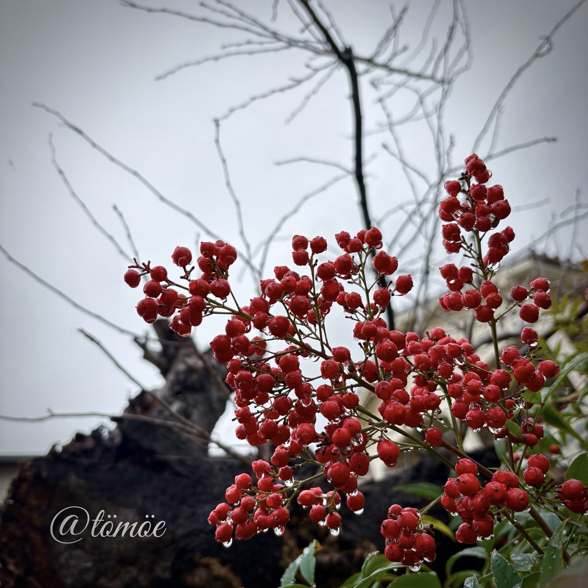 tt_drooop's tweet image. 雨上がりの朝
植物たちはきらきらして
より美しいね✨

長い1日の始まりや〜
1日は長く感じる時もあるのに
1ヶ月は常に超早いのはなんでw