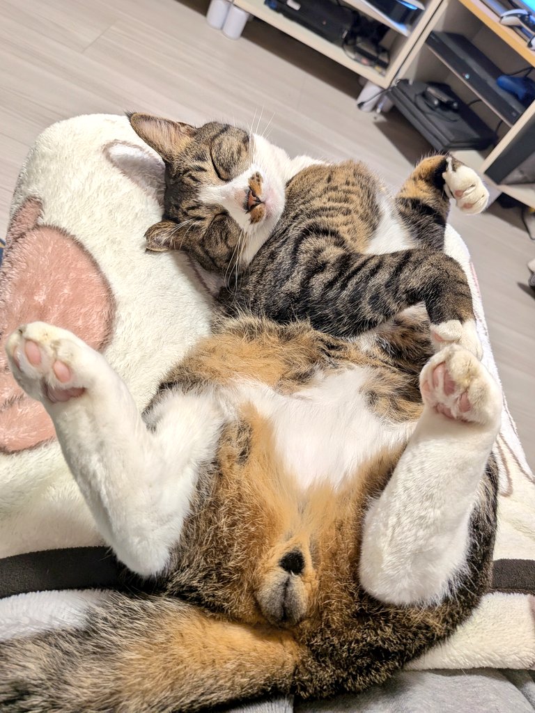 allian7's tweet image. よく自分より体重10倍以上の生き物の膝の上でここまで無防備に寛げるな…