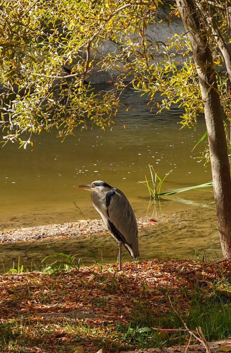 El paseo de hoy por la ribera del Manzanares🤩