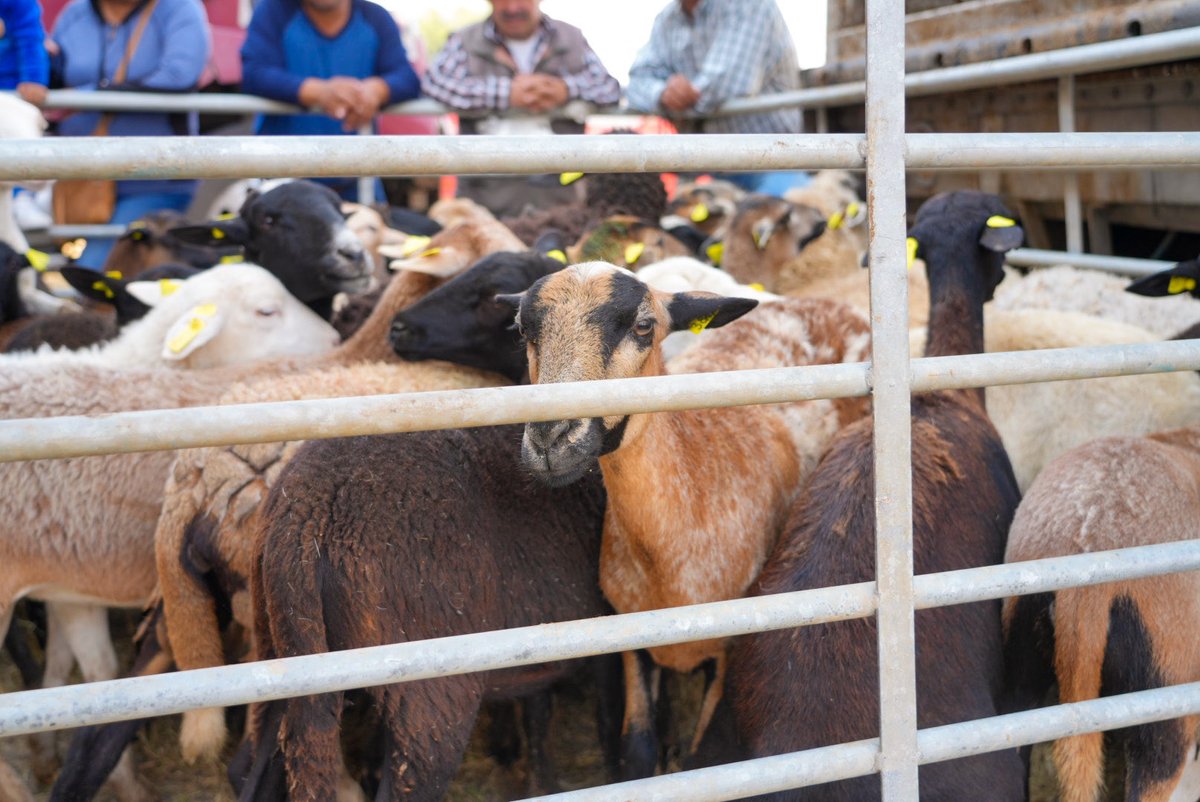 juliomenchaca_'s tweet image. En Huichapan impulsamos la tecnificación agrícola para que más productoras y productores cuenten con herramientas que impulsen su crecimiento.

Acercamos estos apoyos que fortalecen al campo hidalguense: 

     •Equipamiento acuícola, avícola y pecuario
     •Vientres porcinos…