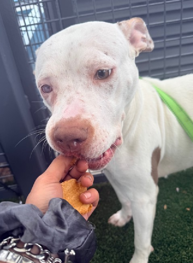 TAV4ACCMedicals's tweet image. 🔔Misty Skye 

Pobre niña💔

🚑Needs to have her right eye removed after being abused

Misty Skye needs a Hero fast
Not doing in well in her cage
Loves to go outside for attention &amp;amp; treats
Loves soft voices &amp;amp; gentle hands

#FosterMe 
#Pledge4Rescue