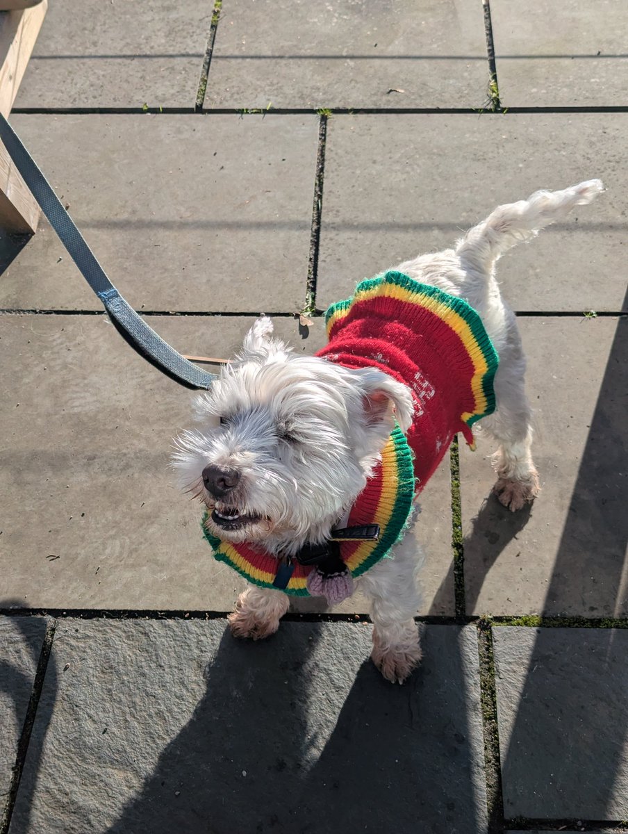 I had to wear the jumper again today grrr ♥️🐾🐾