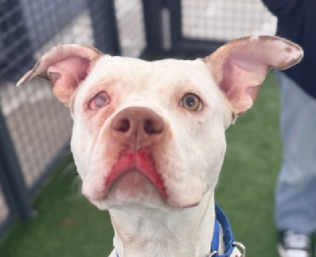 TAV4ACCMedicals's tweet image. 🔔Misty Skye 

Pobre niña💔

🚑Needs to have her right eye removed after being abused

Misty Skye needs a Hero fast
Not doing in well in her cage
Loves to go outside for attention &amp;amp; treats
Loves soft voices &amp;amp; gentle hands

#FosterMe 
#Pledge4Rescue