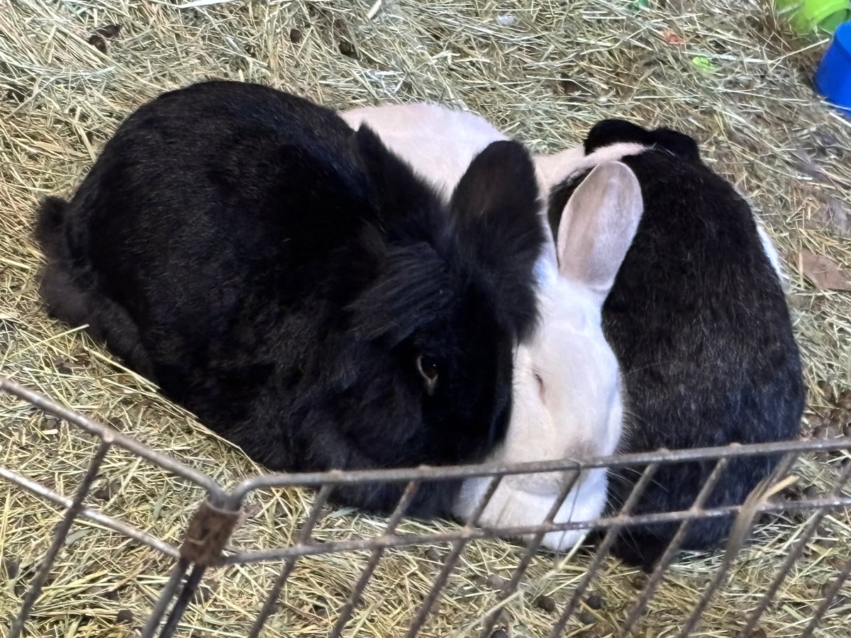 We got a real life Oreo cookie