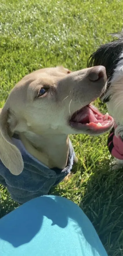LunaOnCardano's tweet image. I really, I really… think I’m one paw closer to zoomies every day! @IOHK_Charles