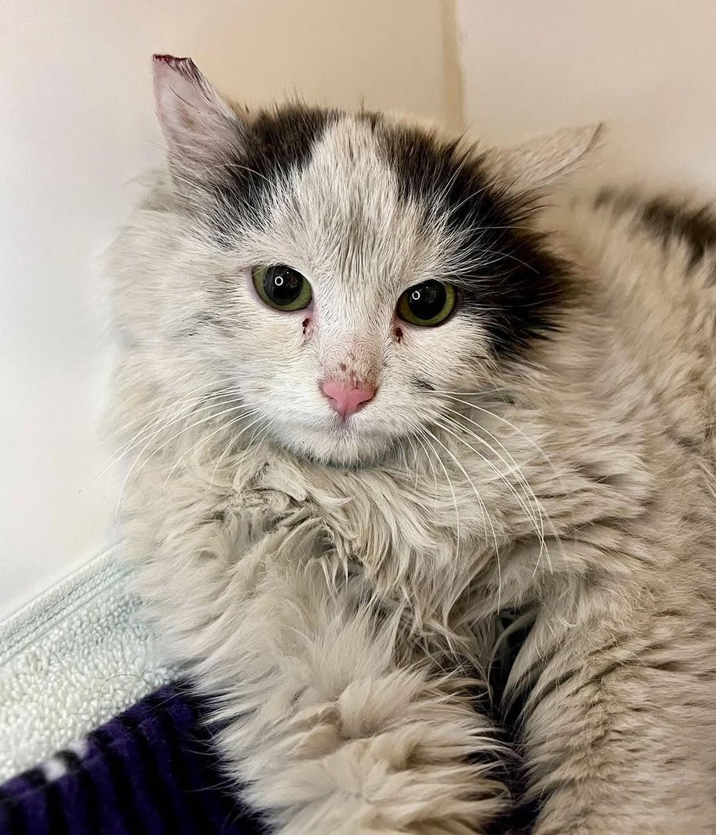 3369tjnx9457697's tweet image. ⚠️New Rescue incoming!

He’s dirty mess and he’s spicy! Remind you of anyone? Yep! Raggedy Ann (renamed Charley) so I named him Raggedy Andy.

I’m about to sweeten you up grumpy boy!

💲PAYPAL LINK INBIO PLEASE DONATE 🙏

#donatetohelp #donateforcats #donationsneeded