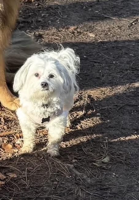 millypod1's tweet photo. TINK HOME SAFE. THANKS FOR RT'sπππΎ
π22 NOV 2025 #Lost Tink #ScanMe
Maltese Cross Female
Breckland Forest #Didlington #IP25 #IP26
#Thetford #Norfolk She is a timid dog.
What three words for last spotted location is: sunshine.consults.denote https://t.co/UTfGy5DXNk https://t.co/gkKq56pyI3