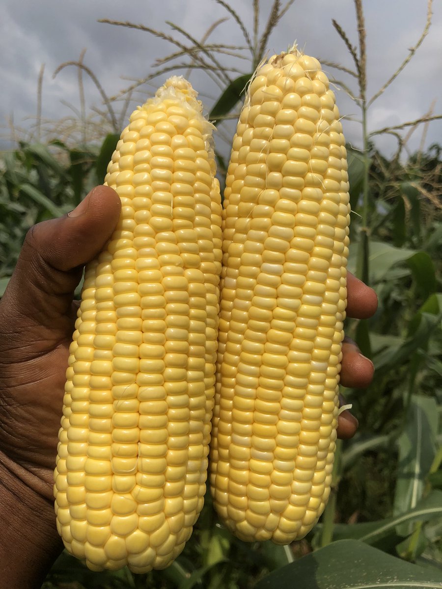 Sweetcorn only 🫡✅💯