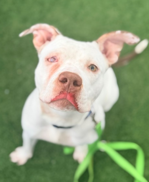 TAV4ACCMedicals's tweet image. 🔔Misty Skye 

Pobre niña💔

🚑Needs to have her right eye removed after being abused

Misty Skye needs a Hero fast
Not doing in well in her cage
Loves to go outside for attention &amp;amp; treats
Loves soft voices &amp;amp; gentle hands

#FosterMe 
#Pledge4Rescue