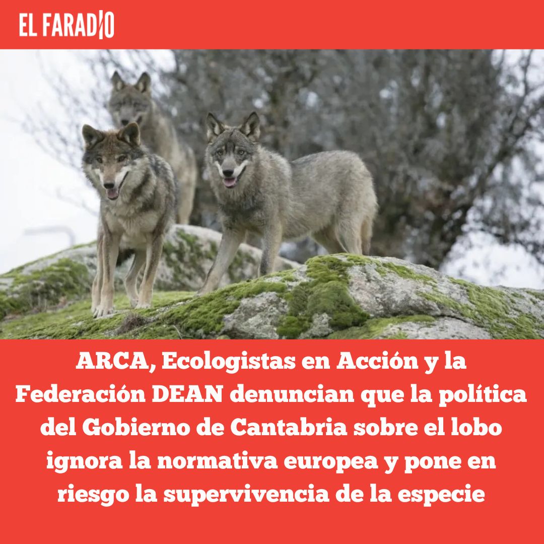 .<a href="/ArcaCantabria/">ARCACantabria</a> , <a href="/ecologistas/">Ecologistas en Acción</a> en Acción y <a href="/DeanFederacion/">Federación DEAN</a> denuncian que la política del Gobierno de Cantabria sobre el lobo ignora la normativa europea y pone en riesgo la supervivencia de la especie
elfaradio.com/2025/11/25/arc…
#MedioAmbiente #Ecología #Caza #Lobo