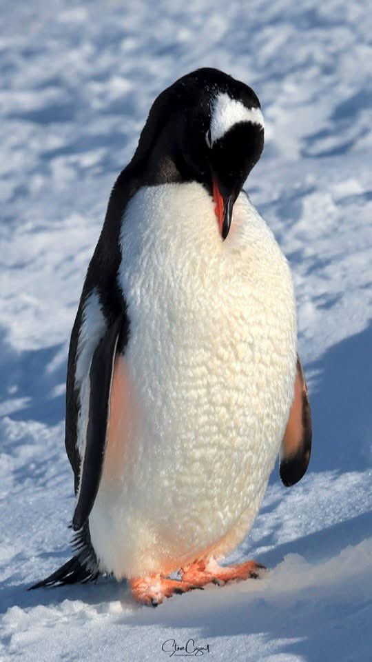 CharlottePlanC's tweet image. We ❤️ to give shoutouts to Plan C members when they are at remote sports events. But here’s a first, Steve Cozort from our networking group is in currently in Antarctica. #WhereIsPlanC #SteveCozortPhotography 📸❄️🐧