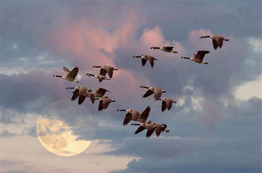 "الطيور لا تطير إلا في سربٍ يُشبهها. فابحث دائماً عن سربك حتى تطير بحريةٍ، فمن كان مثلك سيحملك إن كُسر جناحك"  (م)

#جماليات