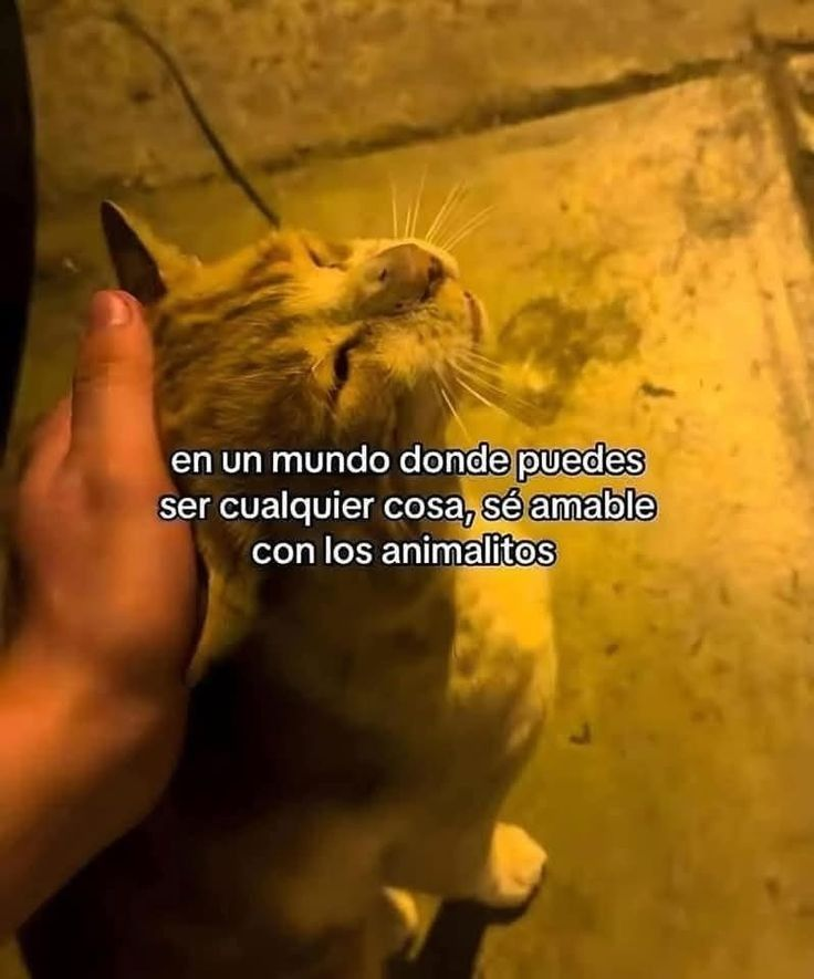 BANDIDOS (@bandidosfrasess) on Twitter photo 