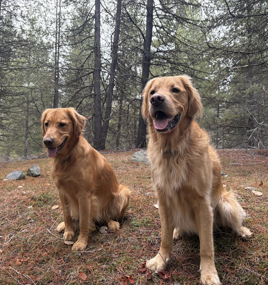 joe_stajduhar's tweet image. Tuesday smiles 🐶🐶