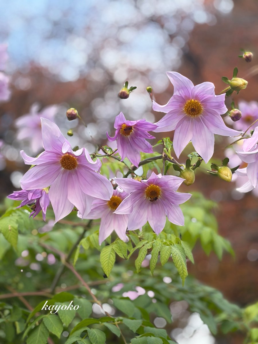 kayo_kayo_0627's tweet image. «٩((๑•̀᎑&amp;lt;๑)۶»ぉはょ⌒♡.°

今日は気温も上がって天気も回復…寒暖差あり過ぎですよね(&amp;gt;&amp;lt;) インフルエンザが猛威を奮ってます❣️体調に気をつけて行きましょう💪

#皇帝ダリア