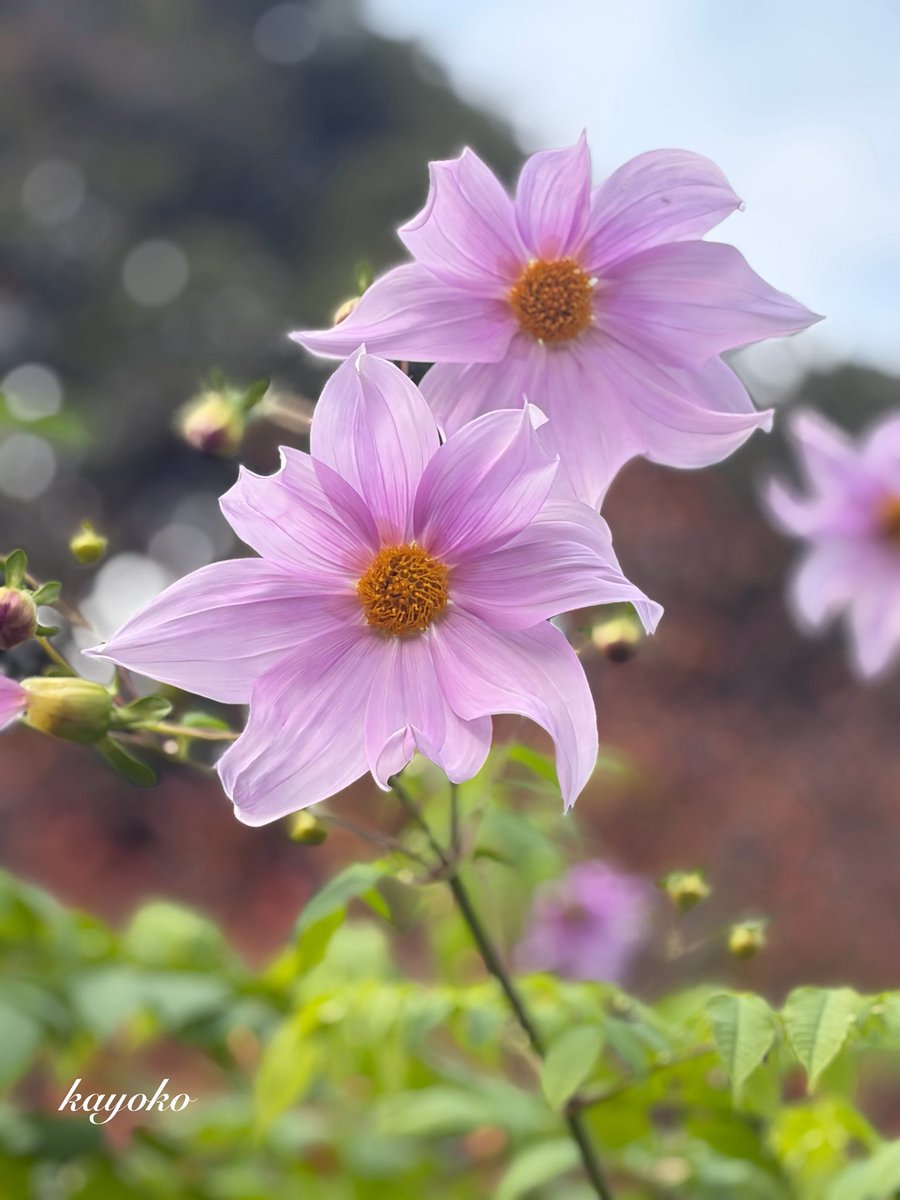 kayo_kayo_0627's tweet image. «٩((๑•̀᎑&amp;lt;๑)۶»ぉはょ⌒♡.°

今日は気温も上がって天気も回復…寒暖差あり過ぎですよね(&amp;gt;&amp;lt;) インフルエンザが猛威を奮ってます❣️体調に気をつけて行きましょう💪

#皇帝ダリア