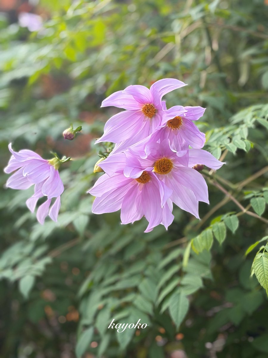 kayo_kayo_0627's tweet image. «٩((๑•̀᎑&amp;lt;๑)۶»ぉはょ⌒♡.°

今日は気温も上がって天気も回復…寒暖差あり過ぎですよね(&amp;gt;&amp;lt;) インフルエンザが猛威を奮ってます❣️体調に気をつけて行きましょう💪

#皇帝ダリア