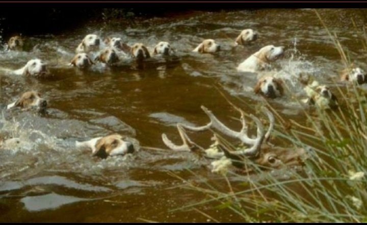 jolly_angelina's tweet image. Come on #Wales Let&apos;s follow Scotland&apos;s lead but ban 𝗔𝗟𝗟 #HuntingWithDogs  Last year the letter below was sent to Steve Reed 😡 Labour made many promises re wildlife welfare but, I believe have honoured none. Good to see @switherdenMP on the list @acdunbobbin @AnneatSaveMe