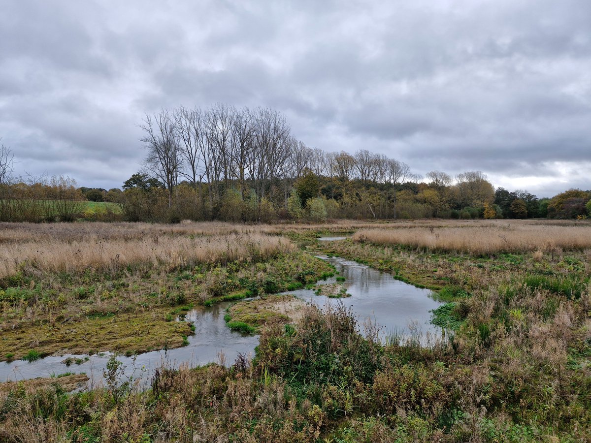 We placed a number of very large tree "hulks" into our wetlands watercourse today. This is a widely used practice to enhance ecology through creating diverse habitats and boosting the biodiversity. 
Conservation@althorp.com #Spencerestates #wetlands
