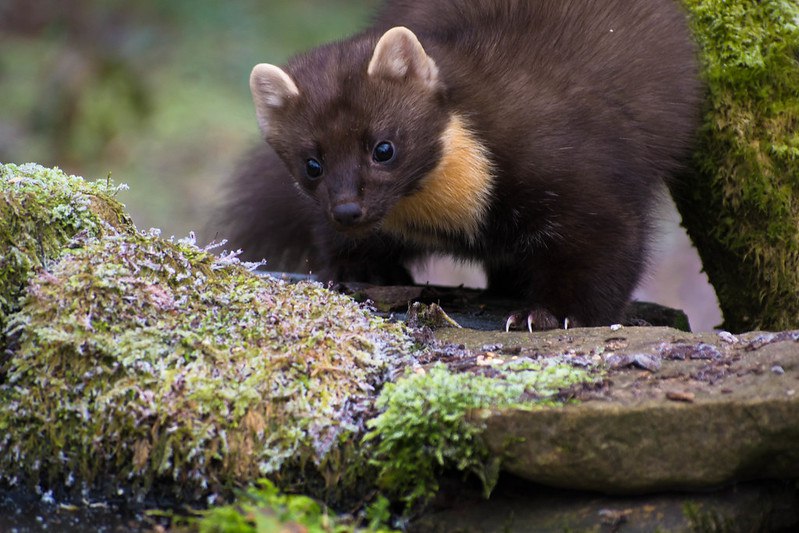 [🔗](api.tinyfox.dev/hourly/pinemar…)