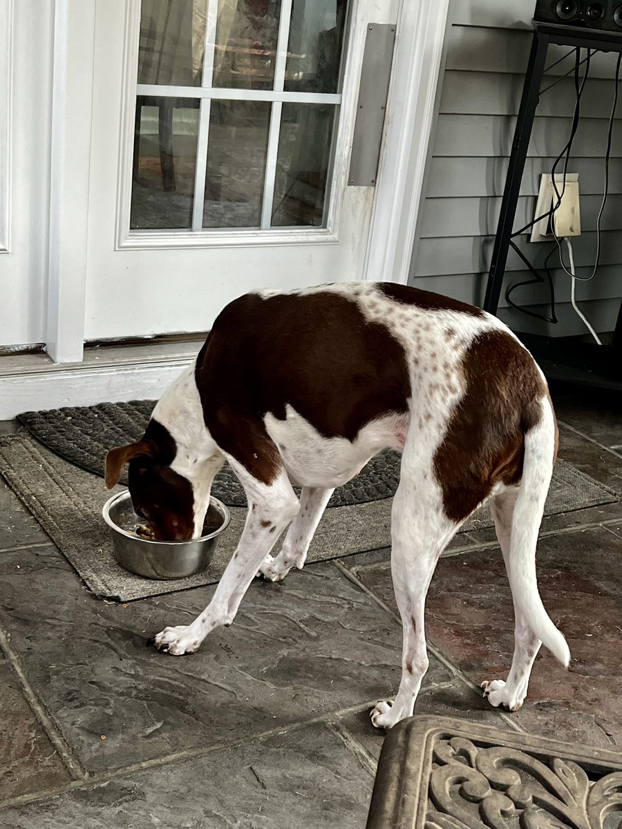 DavisJd1962's tweet image. She ~#Bella wouldn’t eat so #Baconbits did the trick 
😉