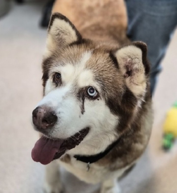 MorgFairsdogs's tweet image. Squishy 242063
Listed TBK 11/29
#NYCACC #AdoptMe 
She is a 12 yr old elderly girl
Has severe arthritis &amp;amp; is overweight 
Needs home without stairs and arthritis meds to keep her comfortable 
Likes slow intros
Help save Squishy!
nycacc.app/browse/242063
#Pledge4Medical #foster…