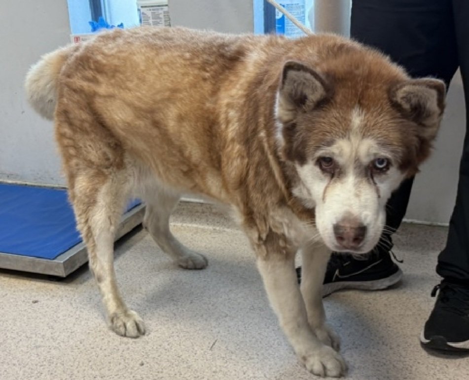 MorgFairsdogs's tweet image. Squishy 242063
Listed TBK 11/29
#NYCACC #AdoptMe 
She is a 12 yr old elderly girl
Has severe arthritis &amp;amp; is overweight 
Needs home without stairs and arthritis meds to keep her comfortable 
Likes slow intros
Help save Squishy!
nycacc.app/browse/242063
#Pledge4Medical #foster…