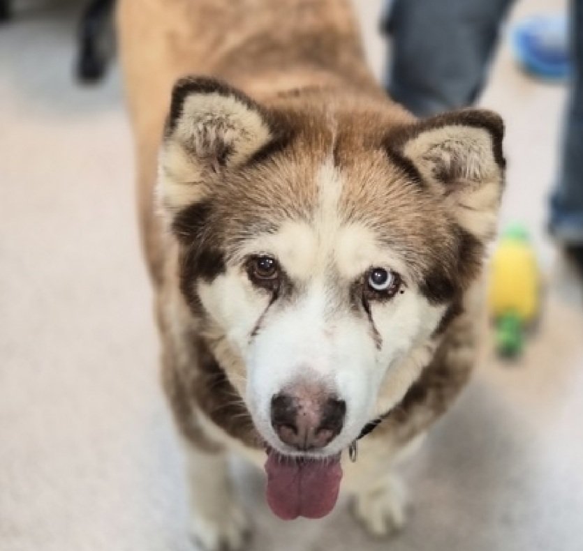 MorgFairsdogs's tweet image. Squishy 242063
Listed TBK 11/29
#NYCACC #AdoptMe 
She is a 12 yr old elderly girl
Has severe arthritis &amp;amp; is overweight 
Needs home without stairs and arthritis meds to keep her comfortable 
Likes slow intros
Help save Squishy!
nycacc.app/browse/242063
#Pledge4Medical #foster…