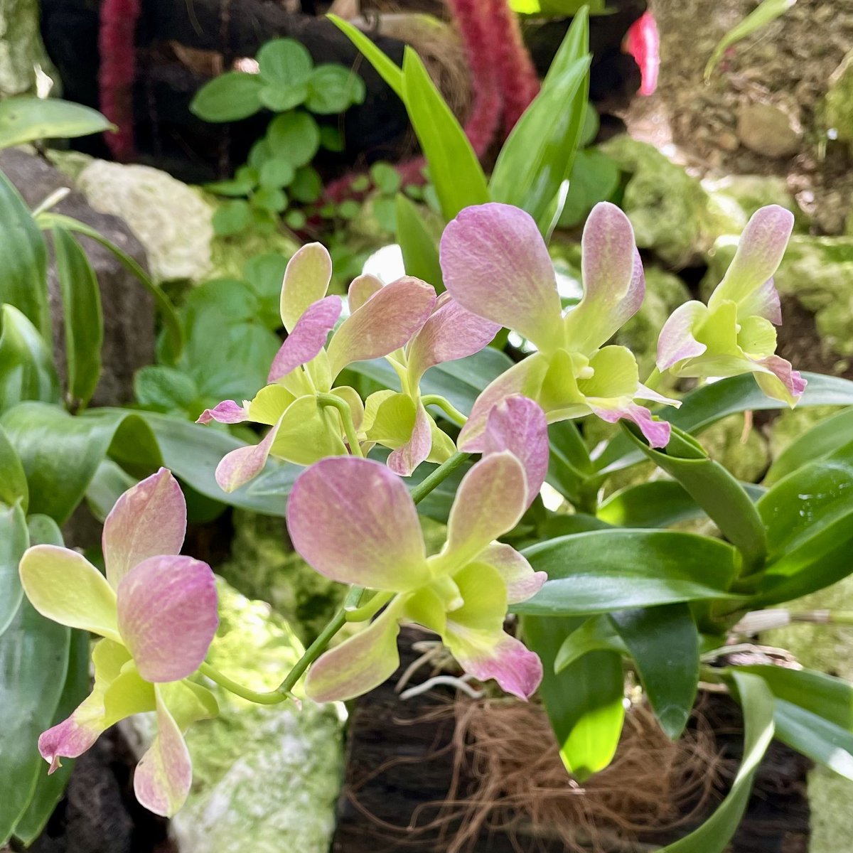 yuyu0416068511's tweet image. 🍀お早う御座います^o^🍀

笑う門に
　福が来る
　　笑う人に
　　　幸が来る
　　　　笑福笑幸

皆様、今日もニッコリ笑顔で
良い一日になる〜
(*^◯^*)