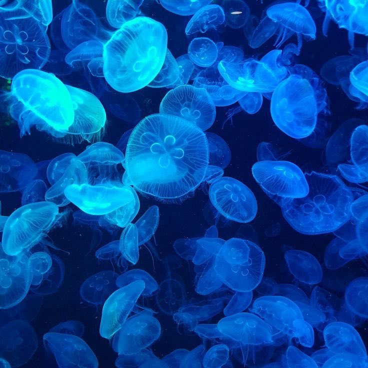 squishy_spine's tweet image. reply and ill give u a color !!

i got blue ˃̶͈◡˂̶͈

— smth u like
— an album
— a character
— an outfit