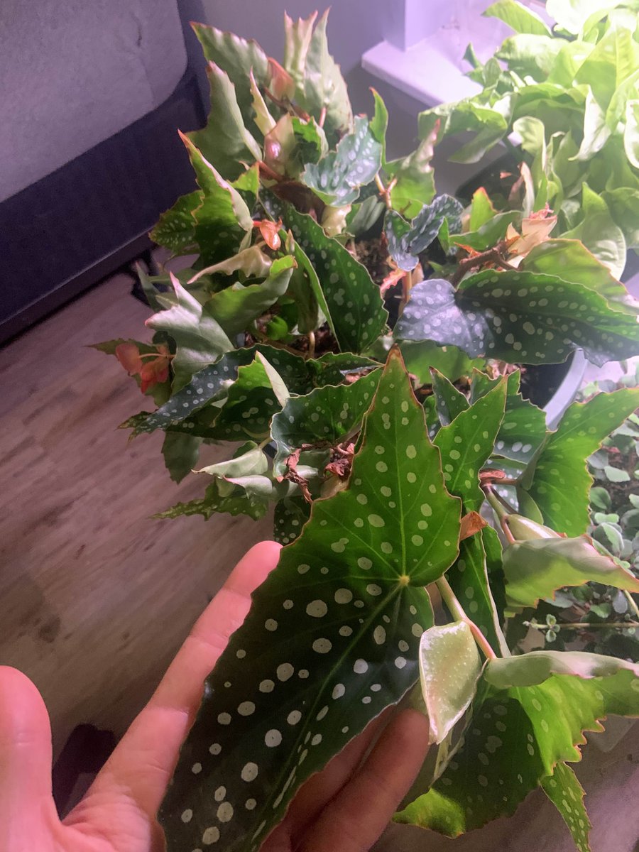 Potted up my aspidistras which will live in the bookshelf corner, and also got a begonia as a gift from a coworker! I'm more concerned about the latter but he is beautiful