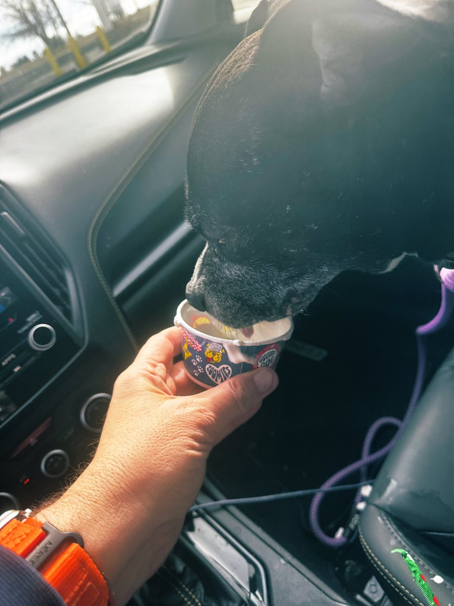 TurfgrassZealot's tweet image. Magnolia Lane. She’s a rescue. I have no idea how old she is. 

But for sure, she’s getting older. 

Her favorite thing is a car ride to Dutch Brothers @DutchBros.  She orders a Pup Cup. And savors every lick.

It’s my honor to be this great dog’s human. @DogsOfTurf