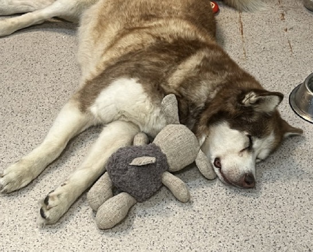 NMBewitched's tweet image. Squishy💔
Kill Listed for 11/29 
#NYCACC 

Squishy a lovely #SeniorGal 
She has arthritis &amp;amp; needs to lose a few pounds to make it easier on her joints 
They have started her on meds👏
Someone brought in a yoga mat for traction, no more sliding on the floor &amp;amp; fear of falling…