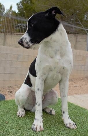 Solo tiene 2 años, llegó siendo un cachorro, nadie se interesa por él, es grande, fuerte, lleno de energía,  y en este mundo nadie parece tener tiempo para vivirlo com un compañero como él.
Bombay es invisible.