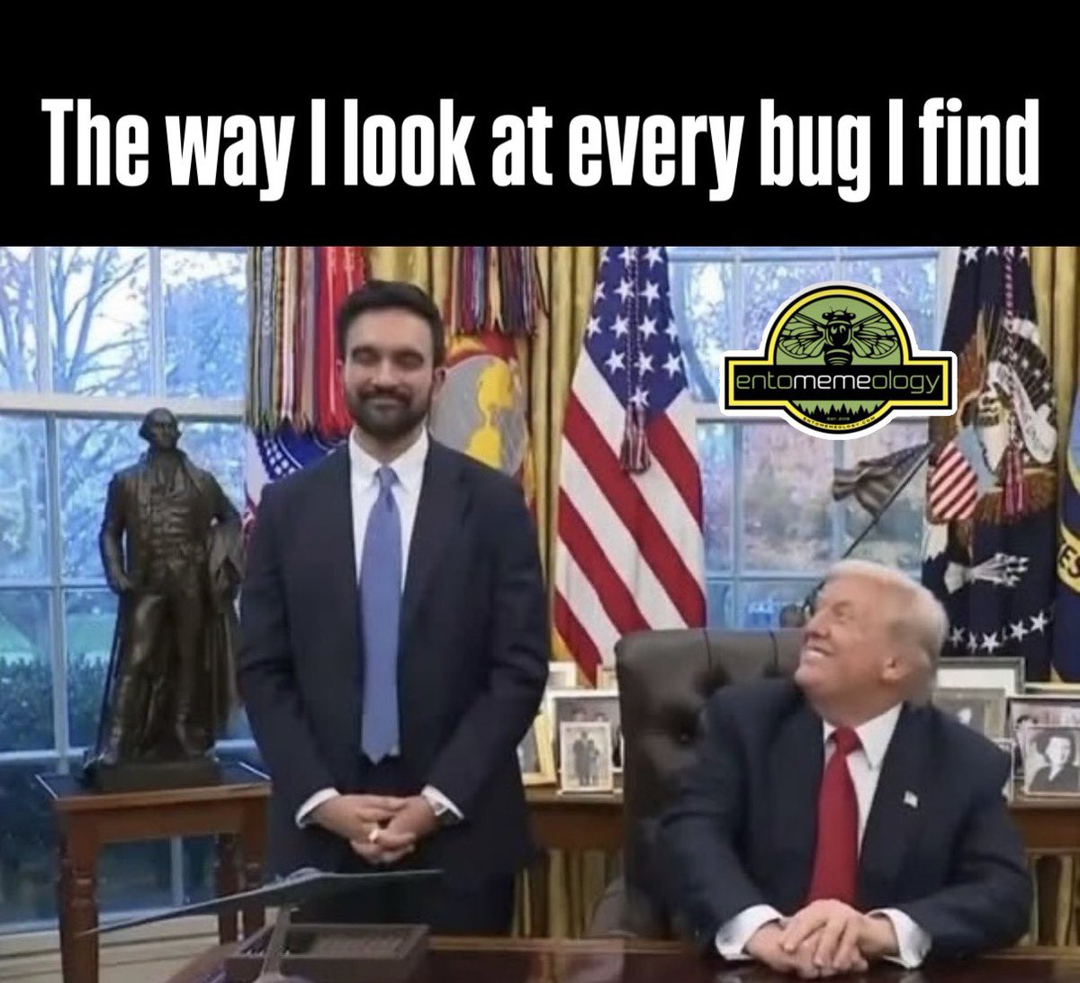 Entomemeology (@entomemeology) on Twitter photo 