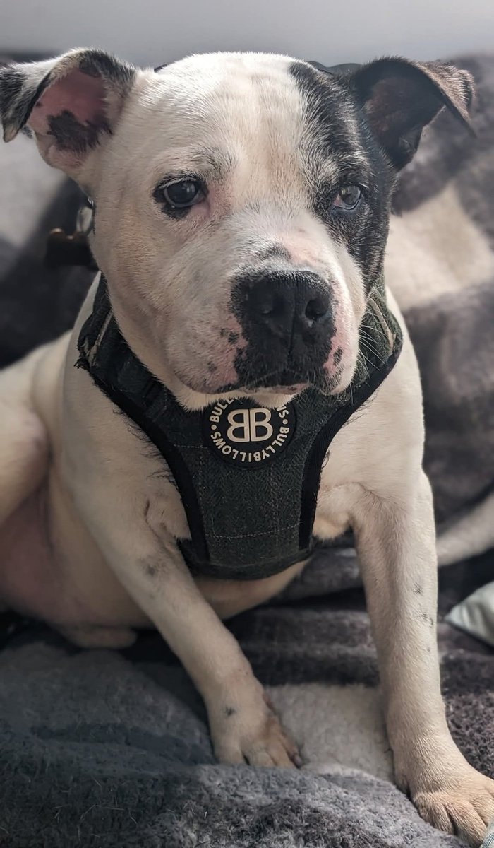 Nightowl400's tweet image. #rehomehour
Patch @SeniorStaffy is down on his luck and looking for love this #rehomehour please help 🙏 
All info and enquiries at seniorstaffyclub.co.uk/adopt-a-staffy… #teamzay #AdoptDontShop #rescuedog #adoptable #dog #tuesdayvibe