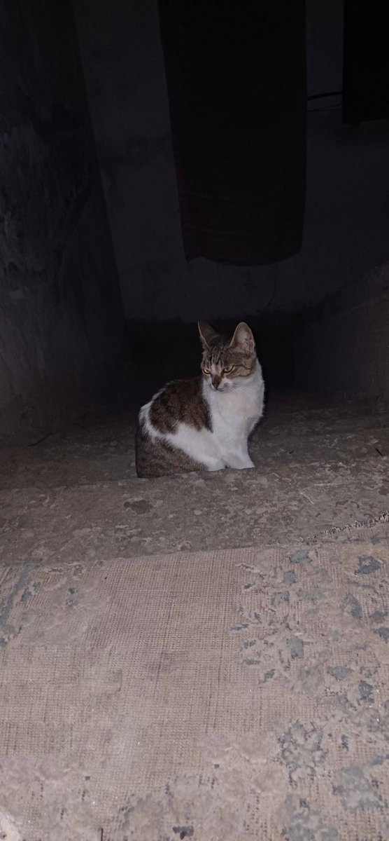 Ayah from Gaza | 24y 🍉 tweet media