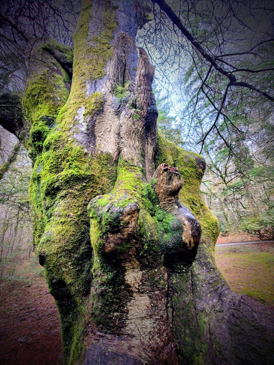 LadyGrace27's tweet image. Moss flourishes when the forest gives it the right conditions — light, moisture, stillness. We flourish the same way: when we give ourselves what we truly need.

#thicktrunktuesday #tree #trees #TreeClub #nature 
#Moss #NatureBeauty
