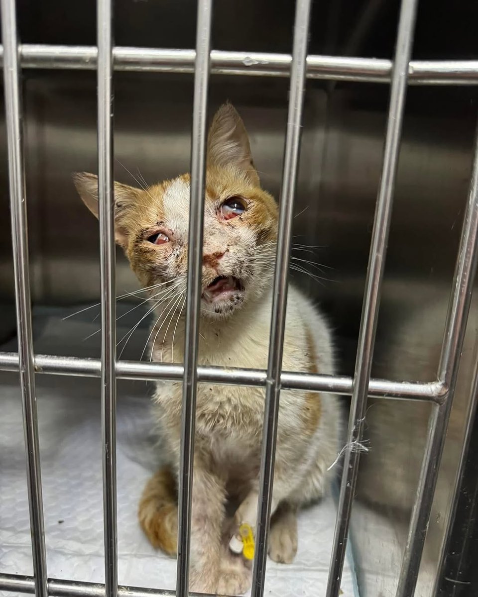 Chance still needs your help 💔

After everything he’s endured — being hit by a car, suffering in the streets, and now facing broken bones and a severe infection, he deserves another chance.

We need your support to start his surgeries and give him the care he desperately needs.