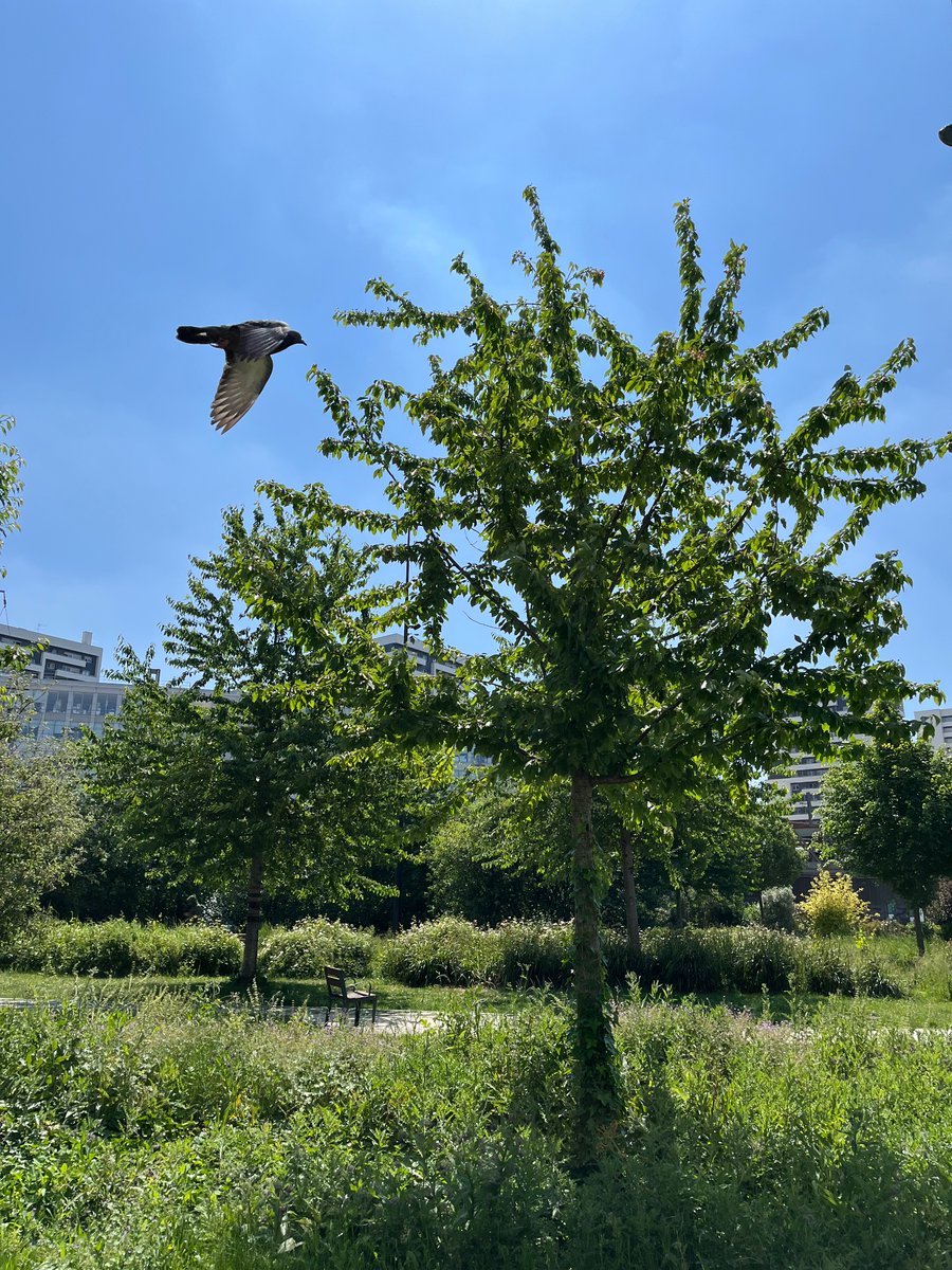 lethiecv's tweet image. À Rosa Parks, il y a un parvis très agréable !
(Vous confondez avec la forêt Claude Bernard.)