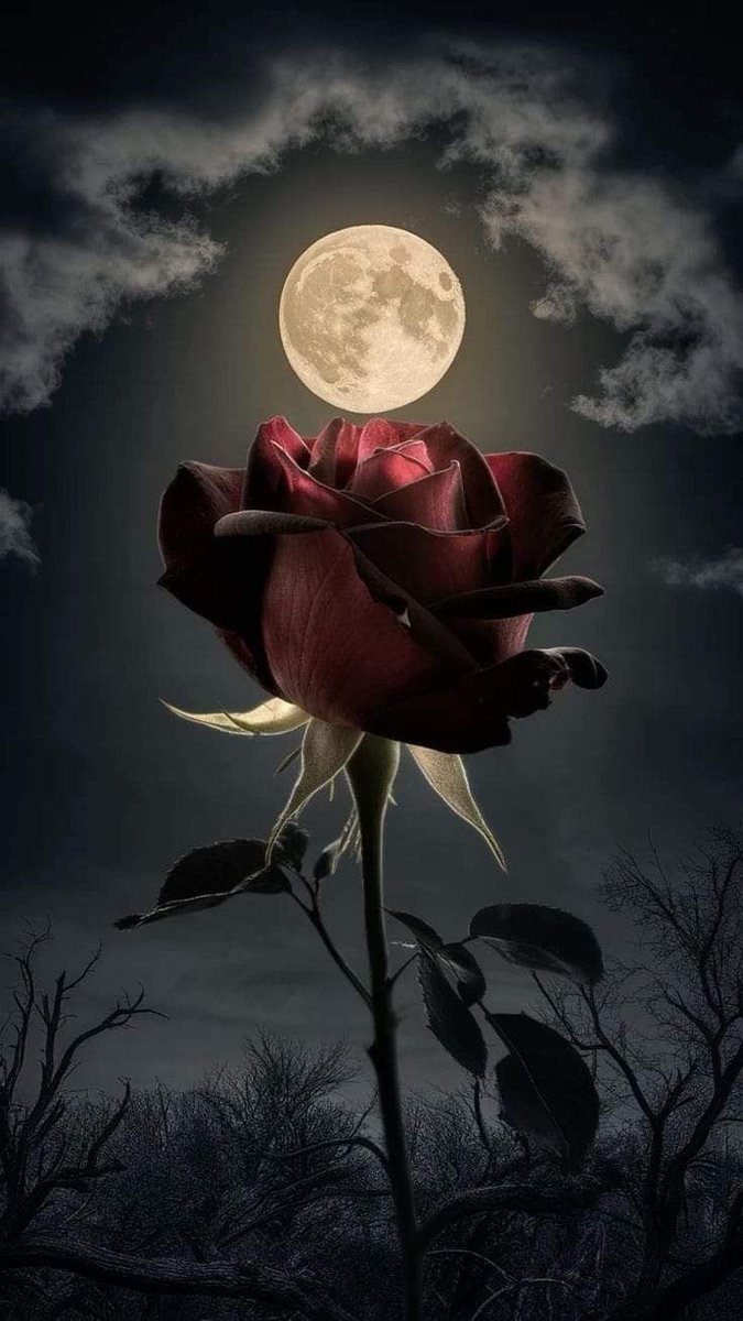 قلبك الذي لا يحقد ولا يفكر بالانتقام هو أعظم ماتملك، الانتصار في الحياة هو أن لا تصبح نسخةً ممن أذوك، أن تبقى على طيبتك وحسن نيتك رغم كل الخبث اللي مر عليك، الغضب عبء عظيم والحقد قيد متين، تحررك من تلك الأغلال يحافظ على نظافة روحك وكل واحدٍ سيواجه في النهاية ماقدمت يداه من افعال.