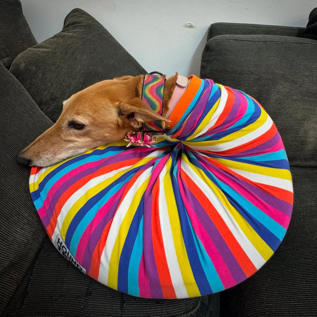 dog_rates's tweet image. You&apos;re kidding me. We only rate dogs. This is a rainbow bagel. I really need you all to start sending us dogs, because we only rate dogs. Thank you... 12/10