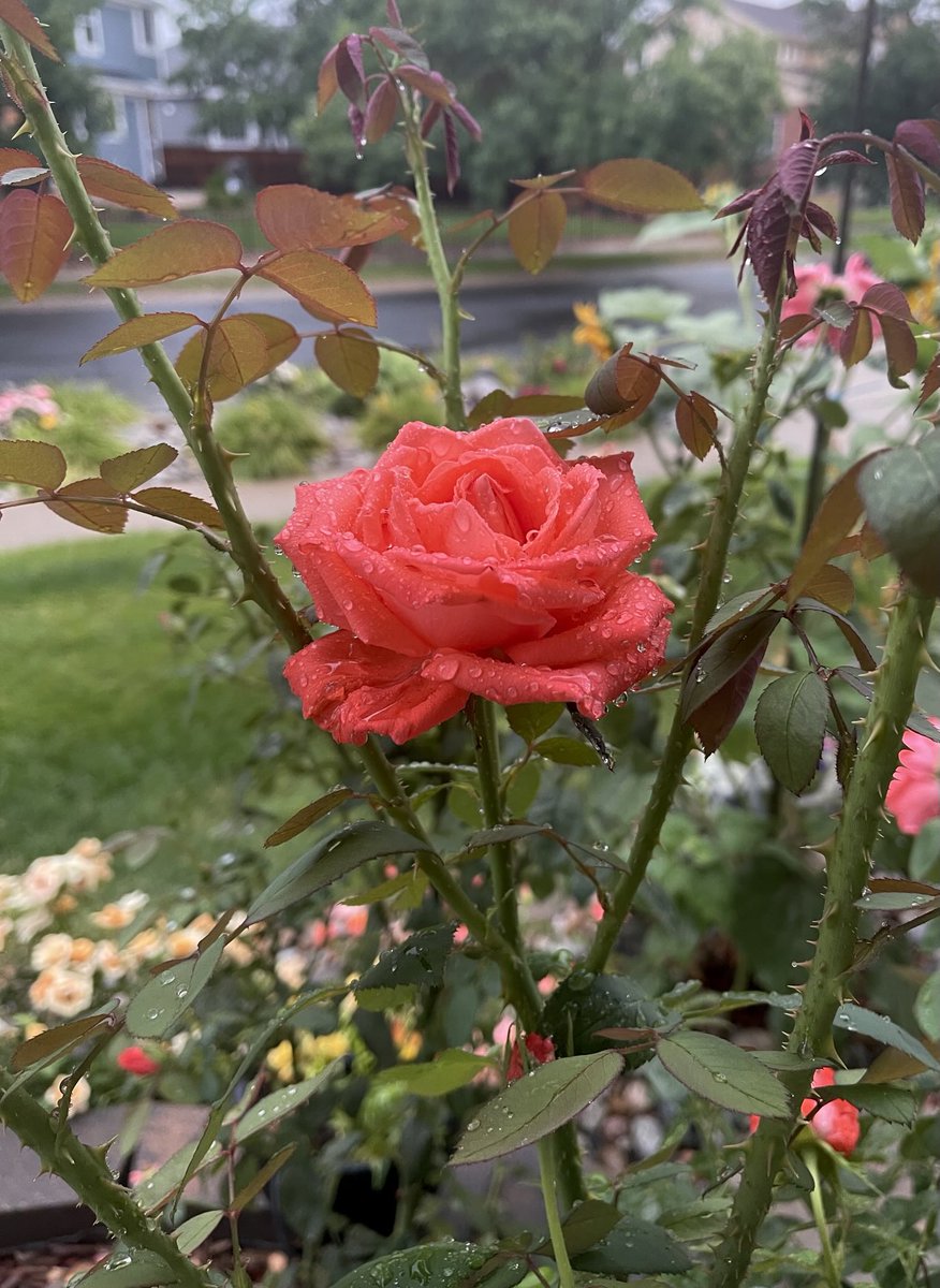 555LMAO555's tweet image. Take the road less traveled 
#TuesdayVibes #Flowers #Nature