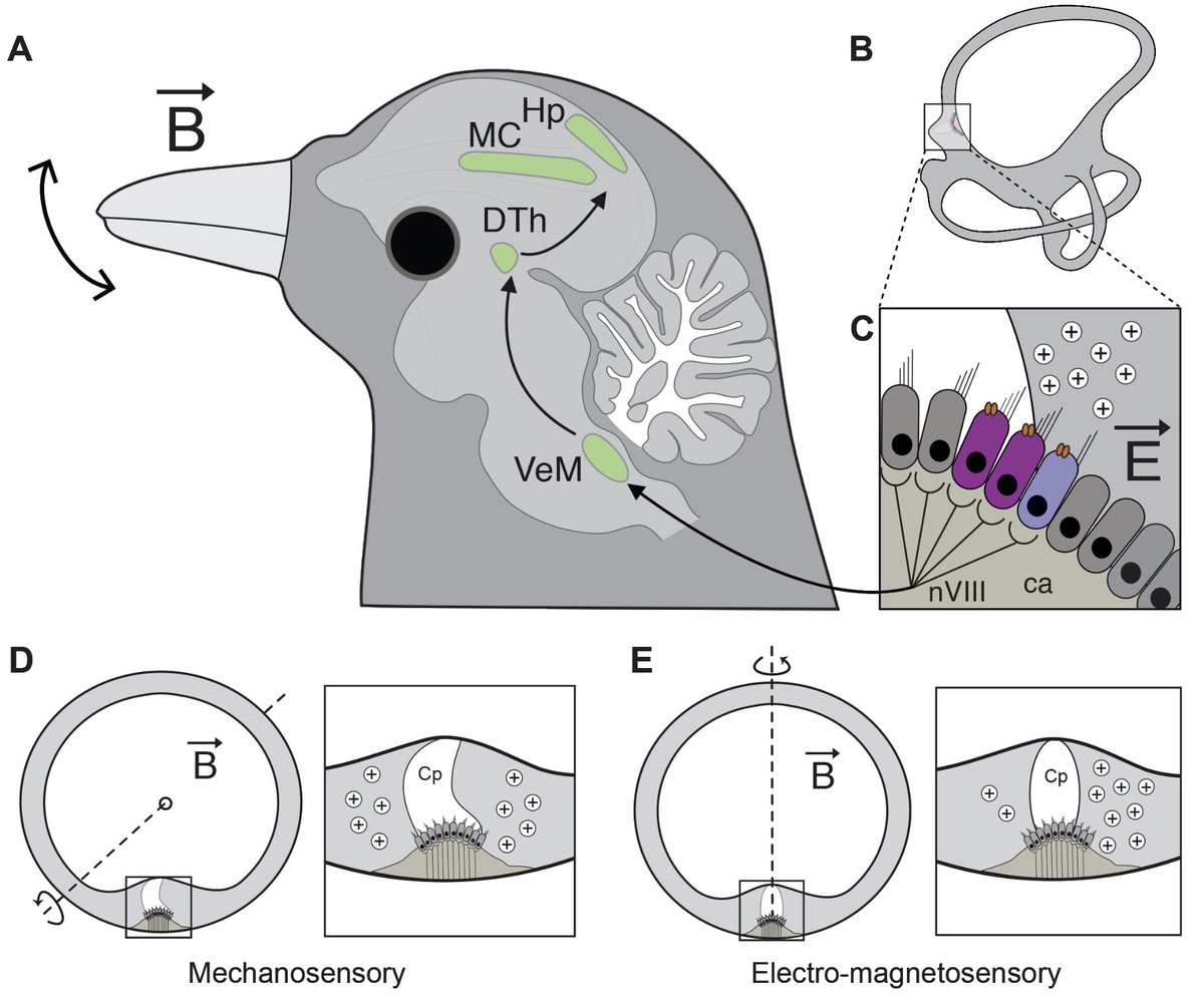 How do birds use earth's magnetic field to navigate? Find out in this paper by David Keays
 
science.org/doi/10.1126/sc…